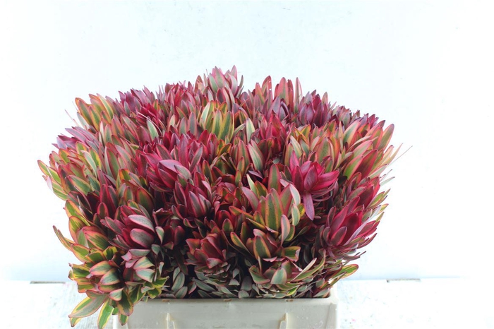 <h4>Leucad Jester Xl</h4>