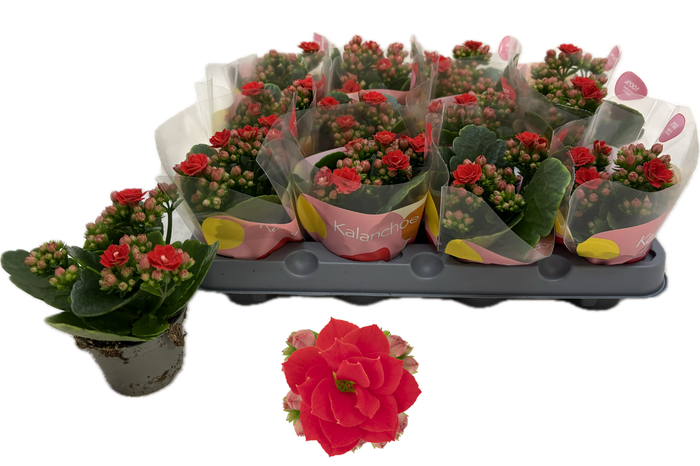 <h4>KAL GE RF NOELLE</h4>