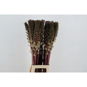 EUCOMIS SP BURGUNDY