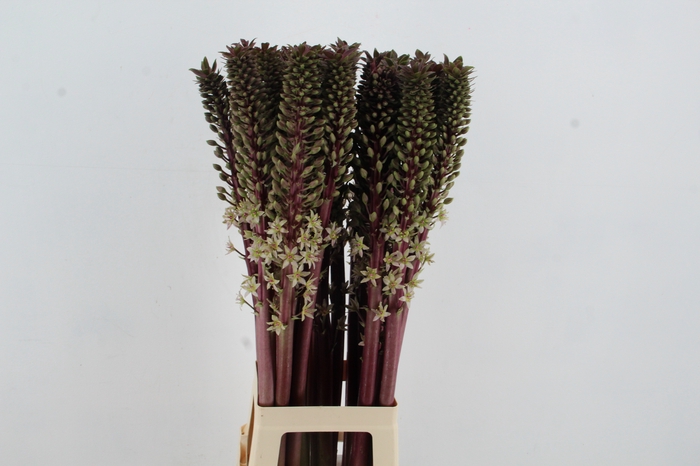 <h4>EUCOMIS SP BURGUNDY</h4>