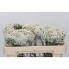 Ozothamnus Booming White