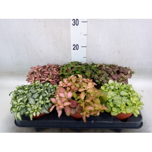 Fittonia   ...mix