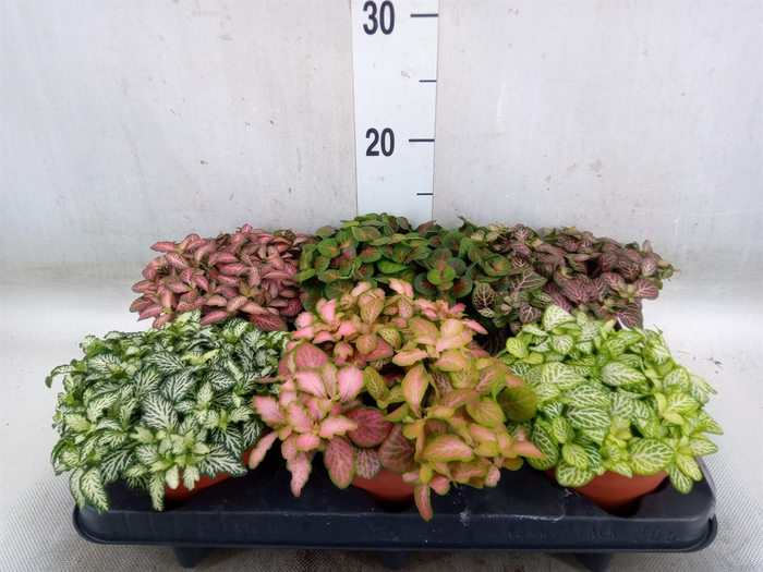 <h4>Fittonia   ...mix</h4>