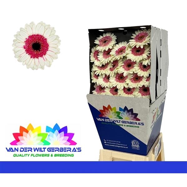 <h4>GE MI Double Fun</h4>