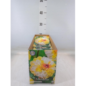 Dahlia   ...flowerbulbs