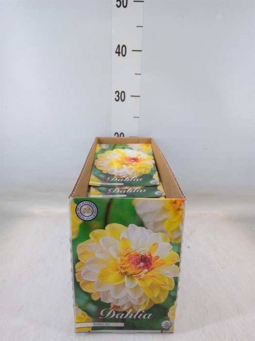 <h4>Dahlia   ...flowerbulbs</h4>