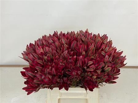 Leucadendron Jester