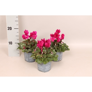 Cyclamen Super Serie Purple