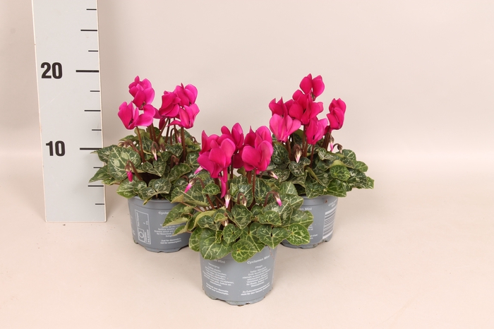 <h4>Cyclamen Super Serie Purple</h4>