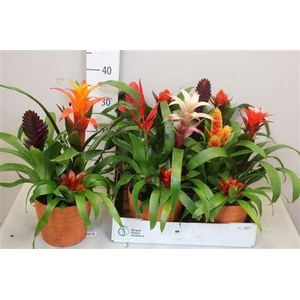 Arr Bromelia 3 Planten Pp