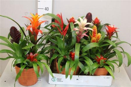 <h4>Arr Bromelia 3 Planten Pp</h4>