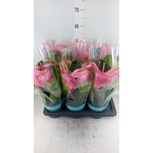 Medinilla magn. 'Flamenco'