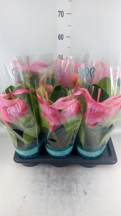 <h4>Medinilla magn. 'Flamenco'</h4>