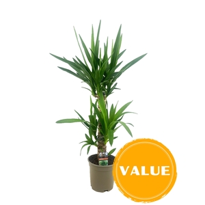 Yucca elephantipes 45-20 P17