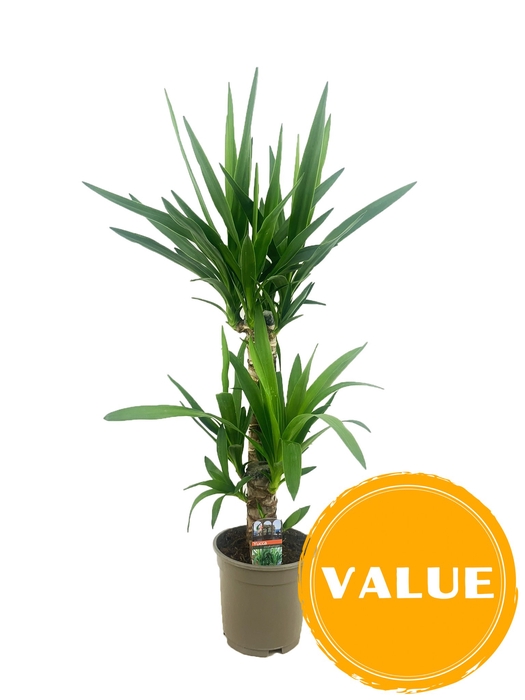 <h4>Yucca elephantipes 45-20 P17</h4>