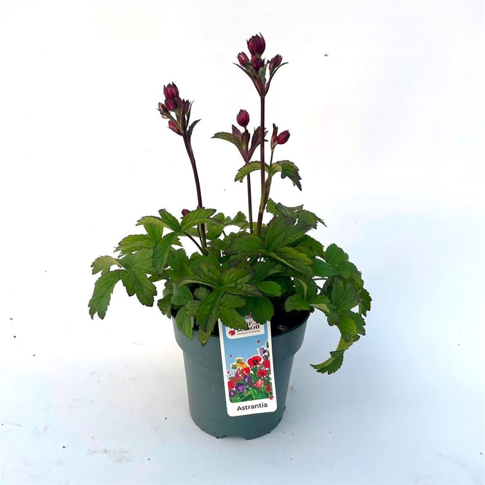 <h4>Astrantia Pink Pride</h4>