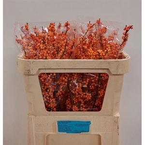 Ilex Ve Winter Gold