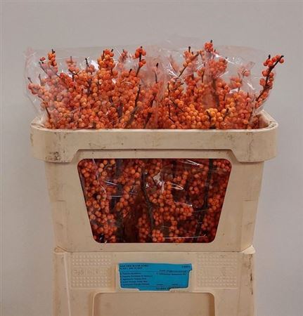 <h4>Ilex Ve Winter Gold</h4>