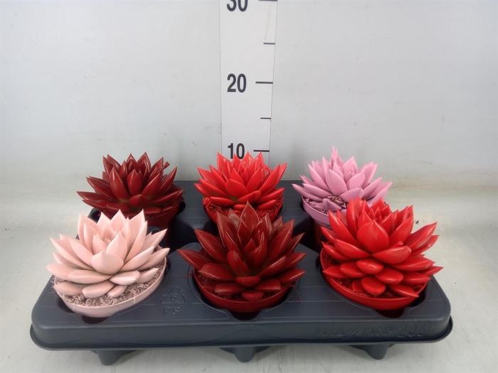 <h4>Echeveria  'Miranda'</h4>