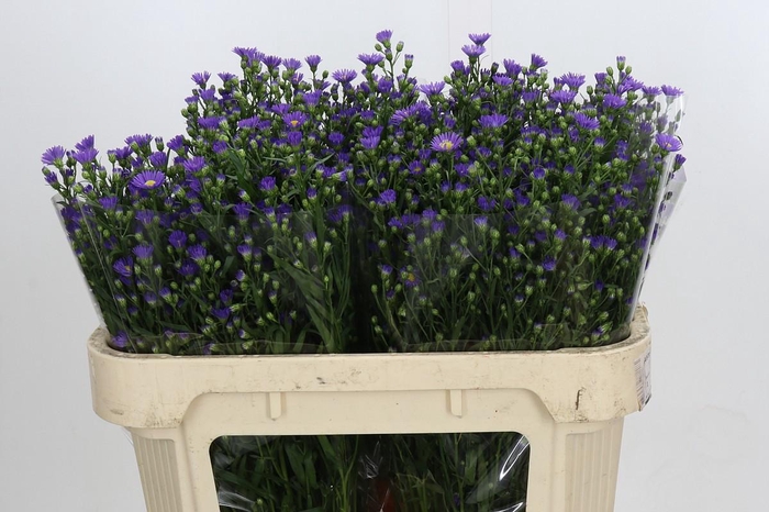 <h4>Aster Casamare</h4>