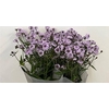 VERBENA RIGIDE POLARIS