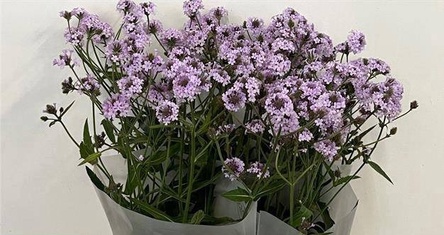 VERBENA RIGIDE POLARIS