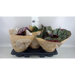 Begonia BD rex 'Beleaf'  ...mix