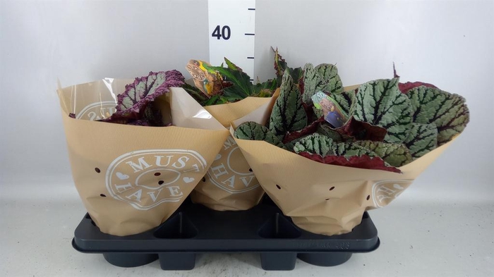 <h4>Begonia BD rex 'Beleaf'  ...mix</h4>