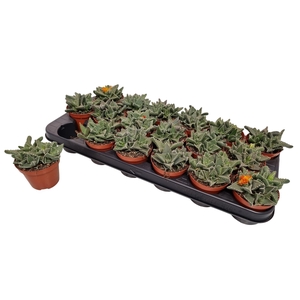 FAUCARIA TIGRINA