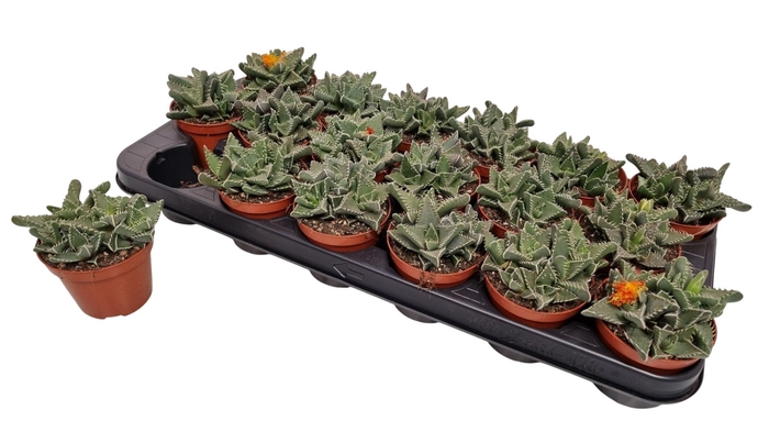 <h4>FAUCARIA TIGRINA</h4>