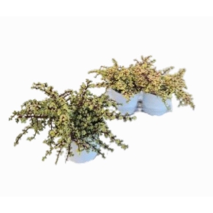 PORTULAC A VARIEGATA