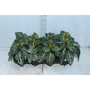 APHELANDRA P15 MIN 2 FLS