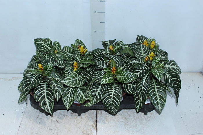 <h4>APHELANDRA P15 MIN 2 FLS</h4>