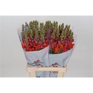 ANTIRRH POTOMAC DARK ORANGE