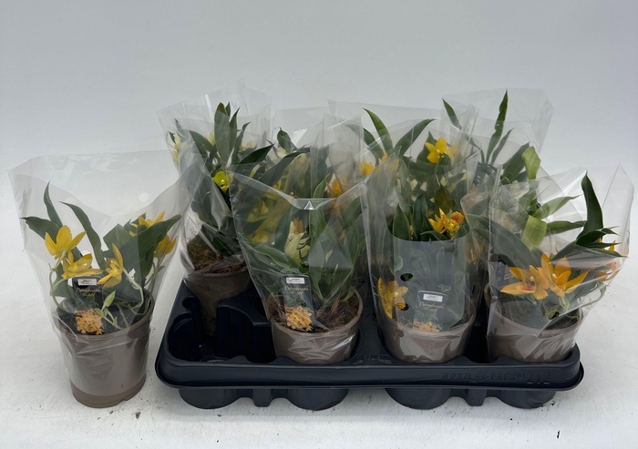 <h4>PROMENAEA SUNLIGHT</h4>