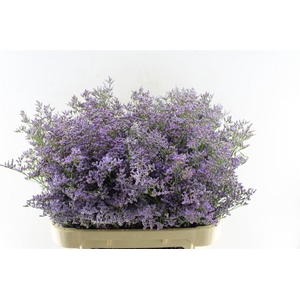 Lim Saf Classic Blue