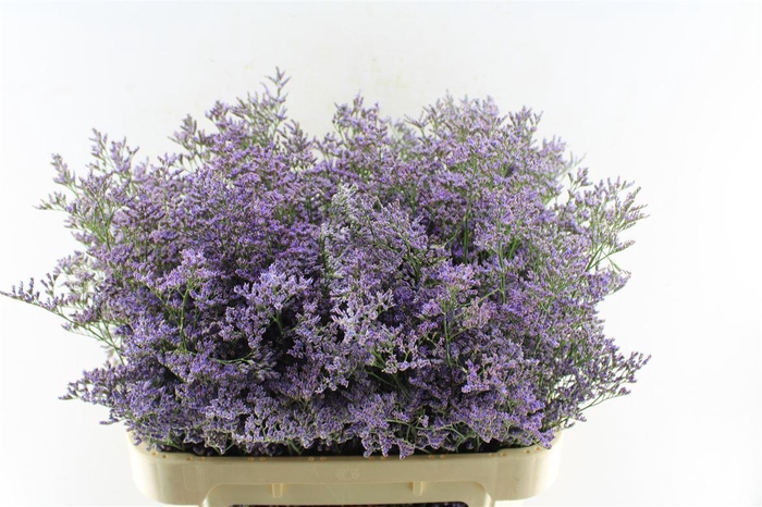 <h4>Lim Saf Classic Blue</h4>