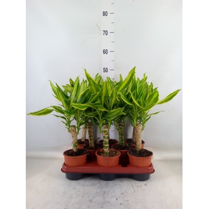 Dracaena frag. 'Golden Queen'