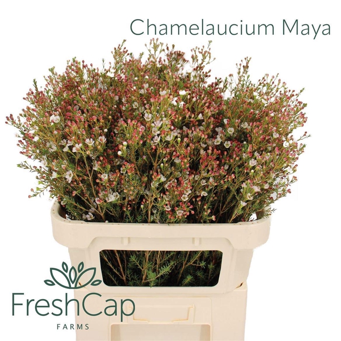 <h4>CHAME MAYA</h4>