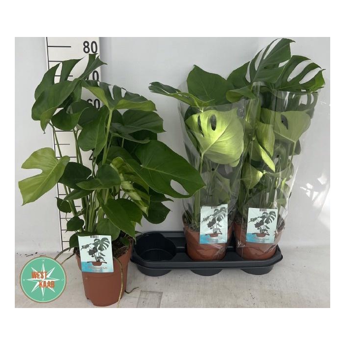 <h4>MONSTERA DELICIOSA</h4>