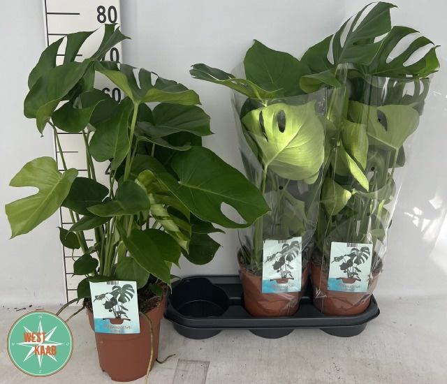 MONSTERA DELICIOSA