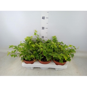 Hedera helix 'Goldchild'
