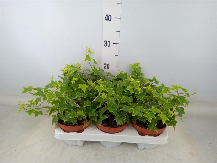 <h4>Hedera helix 'Goldchild'</h4>