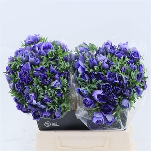 Anemone Fullstar Deep Blue