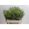 Limonium China Lemon