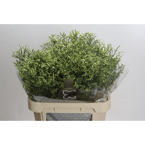 Limonium sinensis China Lemon