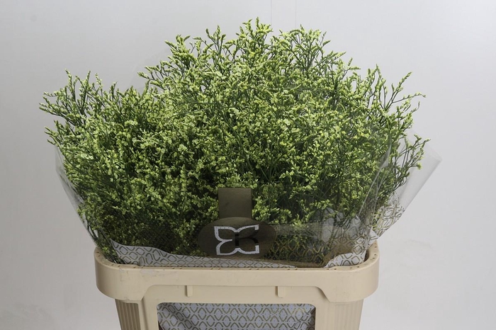 <h4>Limonium China Lemon</h4>