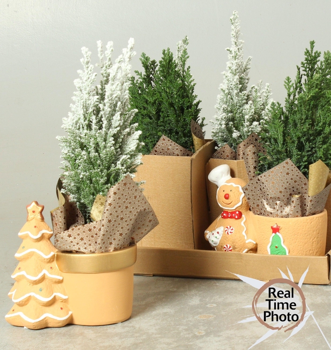 <h4>CHAM L ELLWOODII</h4>