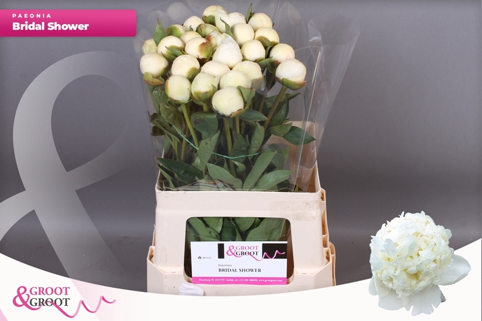 <h4>PAEO L BRIDAL SHOWER</h4>