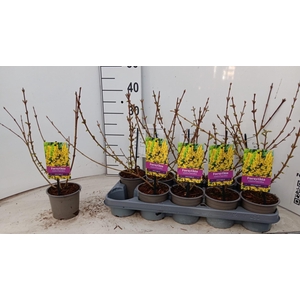 FORSYTH IN SPECTABIL